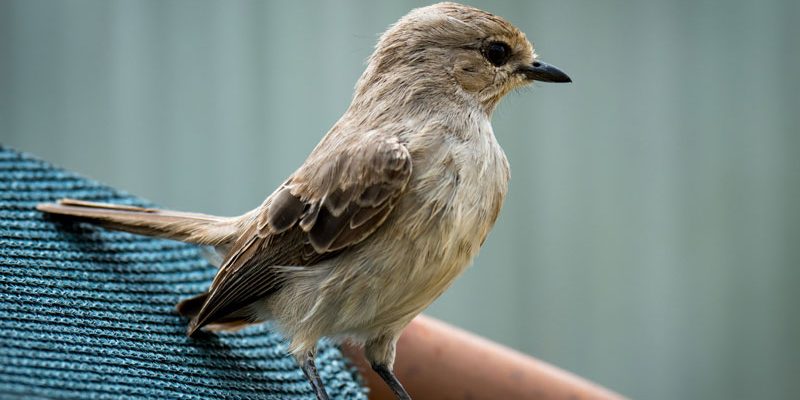 evitar que los pájaros hagan nidos en los toldos
